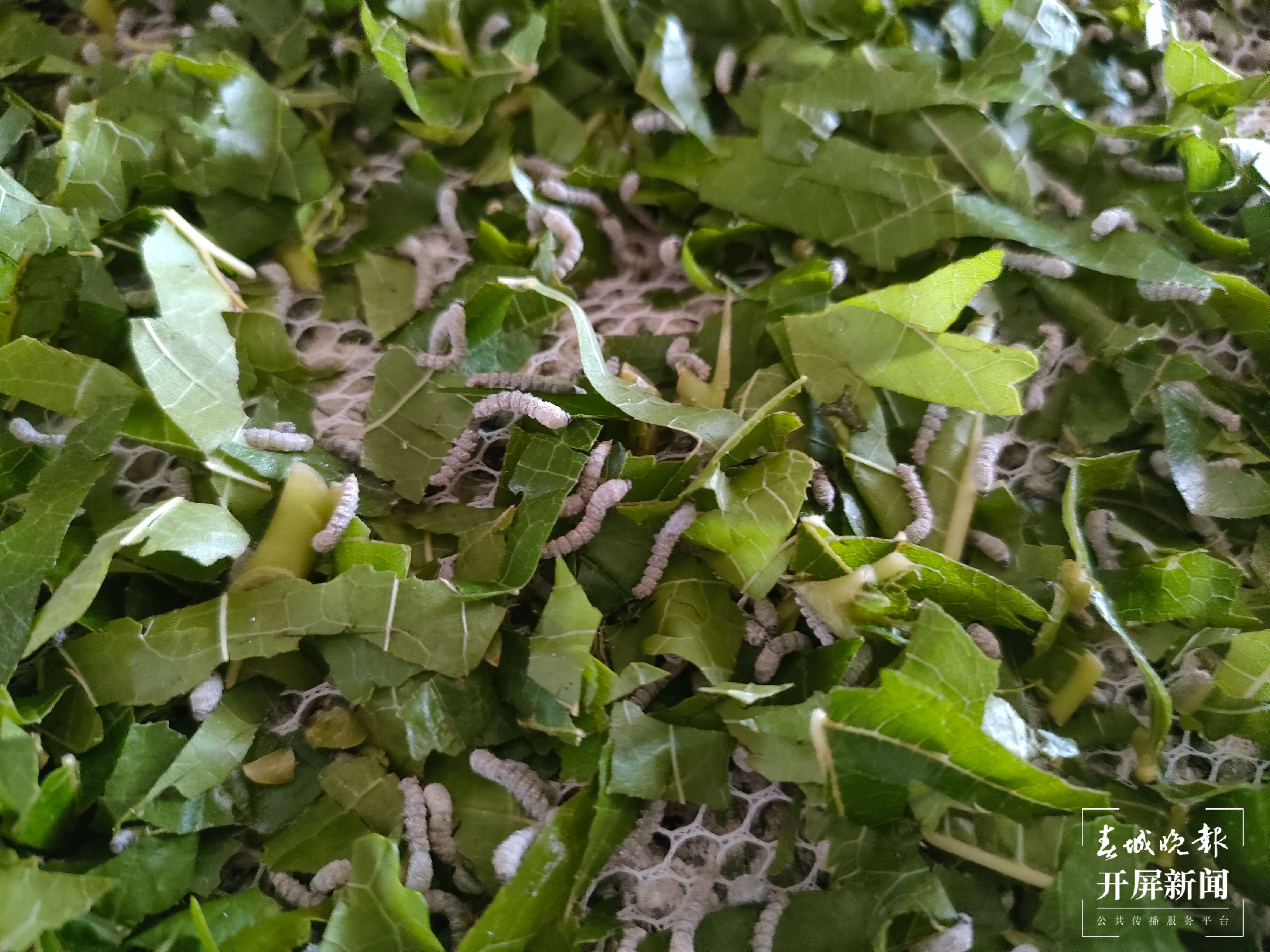 逐梦绿美 好在文山丨丘北曰者镇：桑蚕“吐”出致富丝