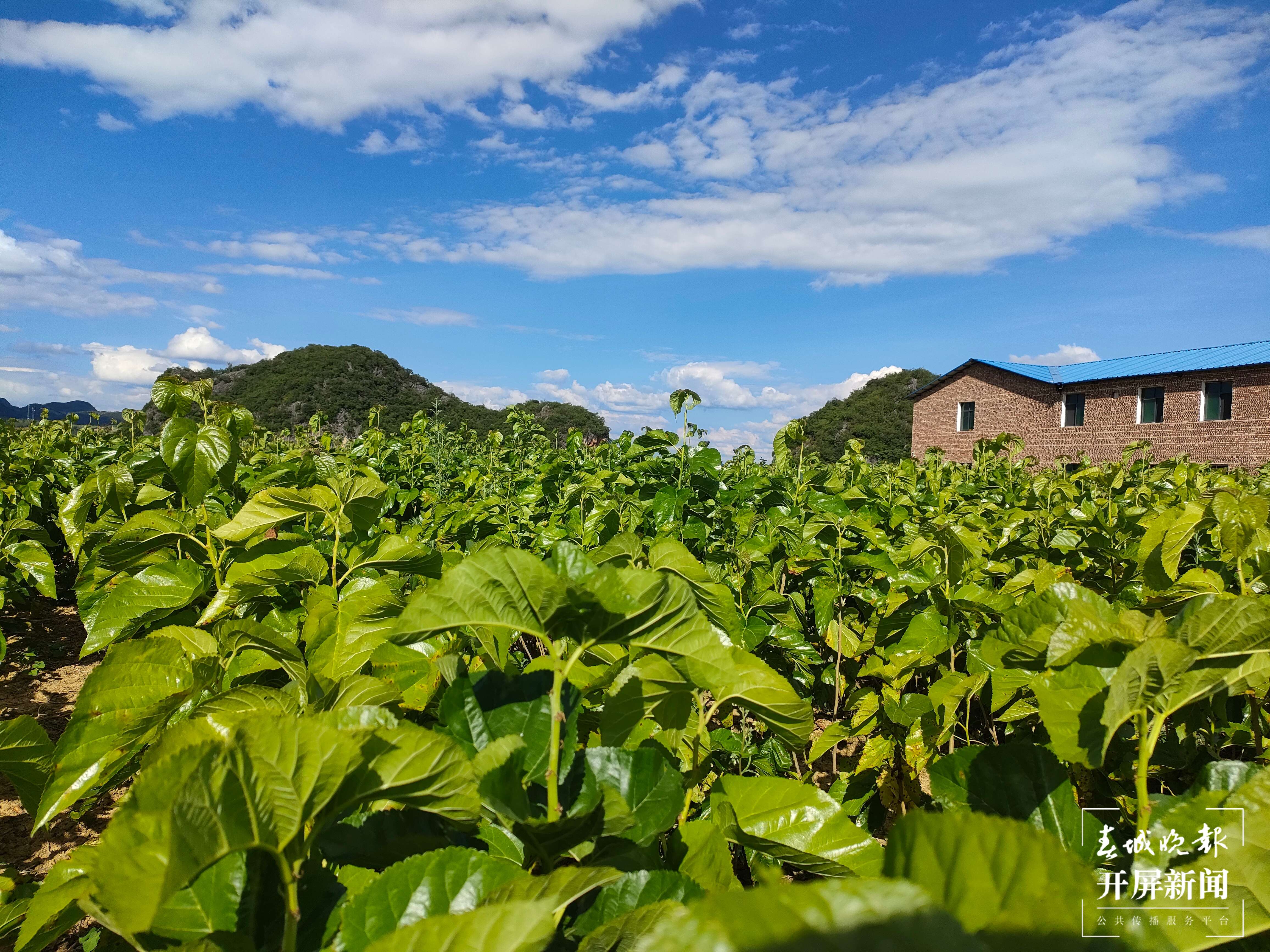 逐梦绿美 好在文山丨丘北曰者镇：桑蚕“吐”出致富丝