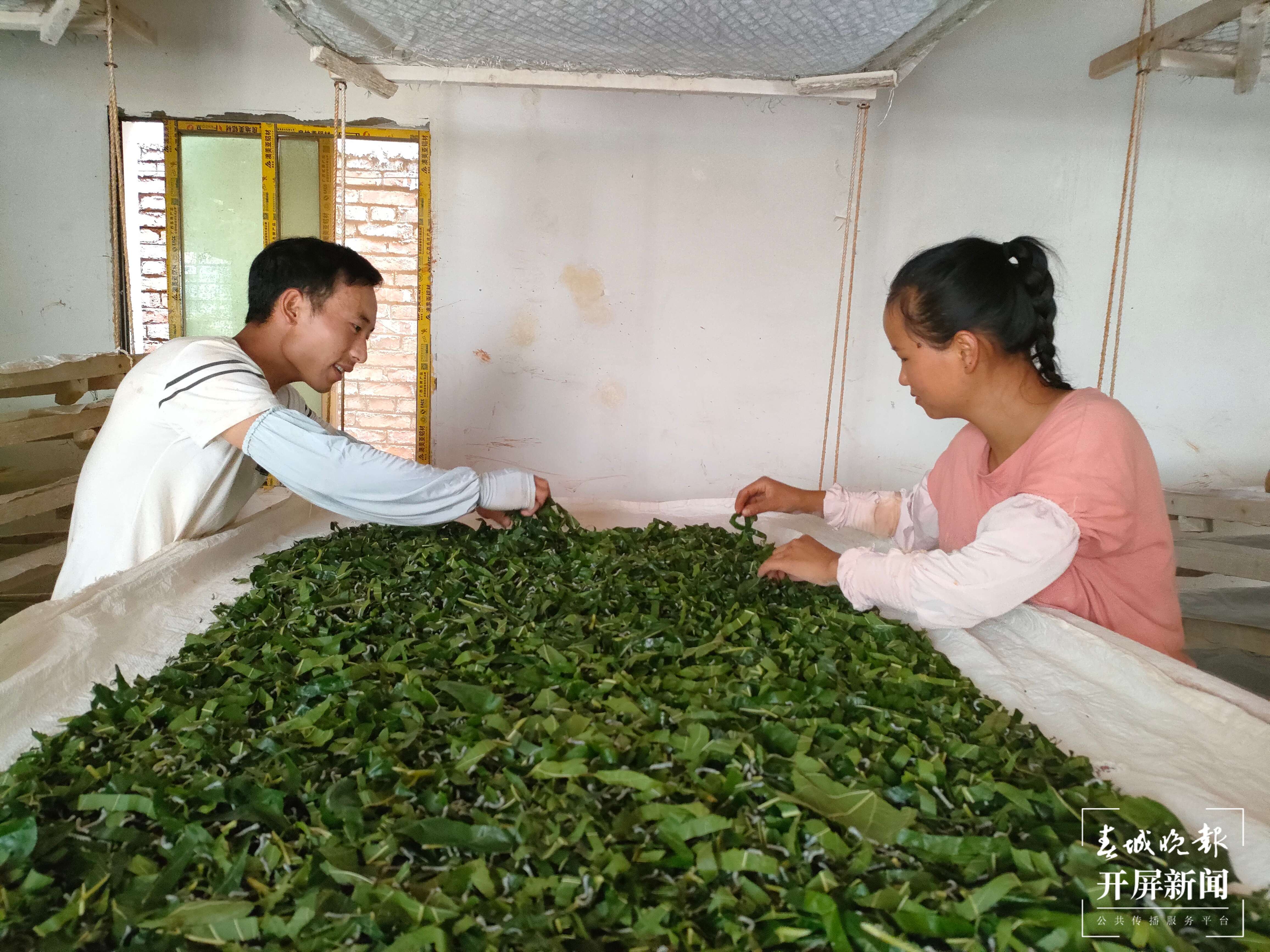 逐梦绿美 好在文山丨丘北曰者镇：桑蚕“吐”出致富丝