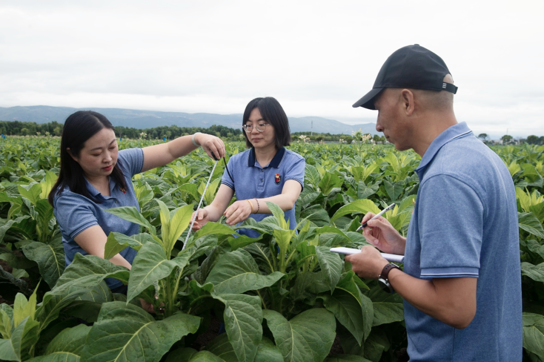 云南中烟红塔集团先进基层党组织专题报道（六）丨大理卷烟厂烟叶生产质检科党支部：深耕“第一车间”筑基石