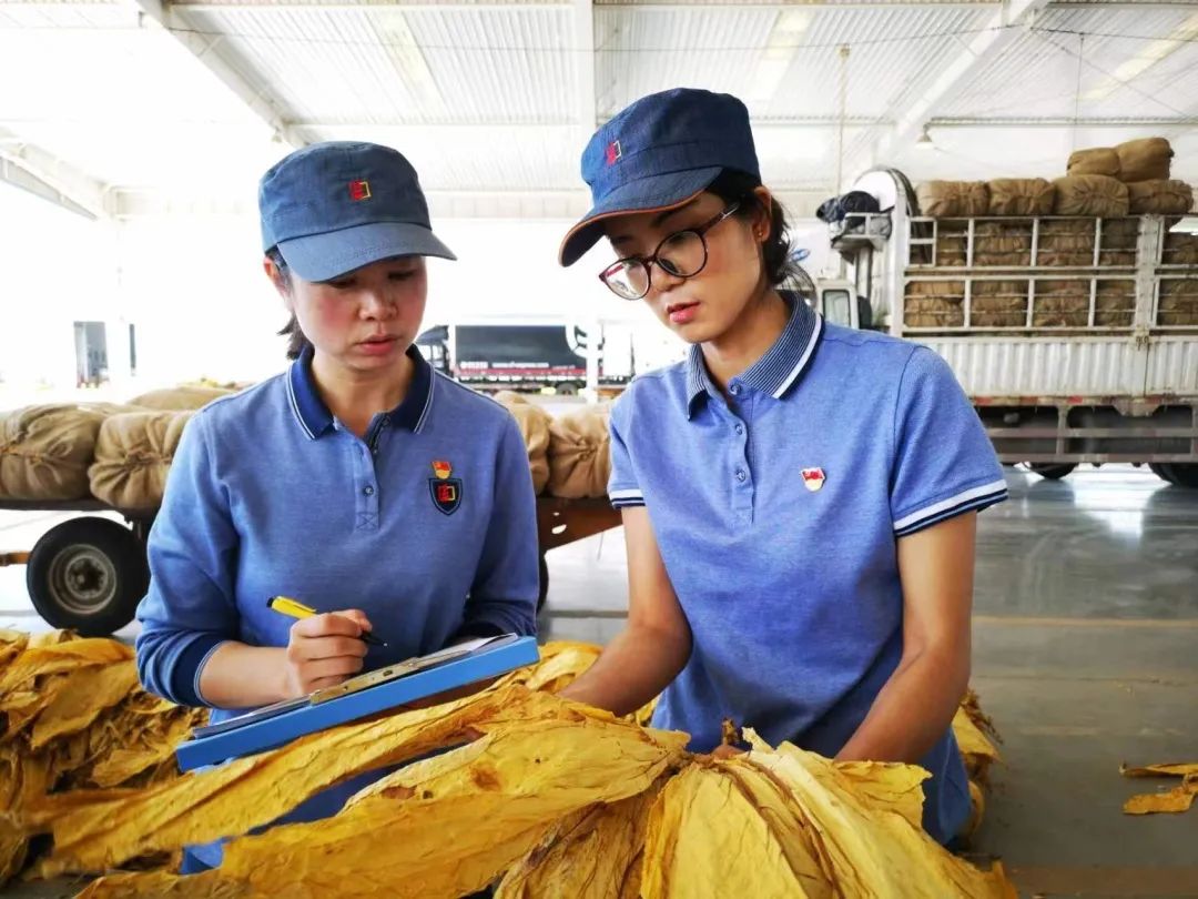 云南中烟红塔集团先进基层党组织专题报道（六）丨大理卷烟厂烟叶生产质检科党支部：深耕“第一车间”筑基石