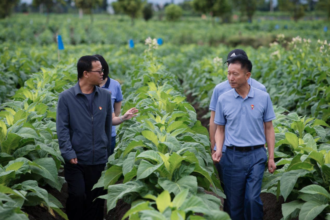 云南中烟红塔集团先进基层党组织专题报道（六）丨大理卷烟厂烟叶生产质检科党支部：深耕“第一车间”筑基石