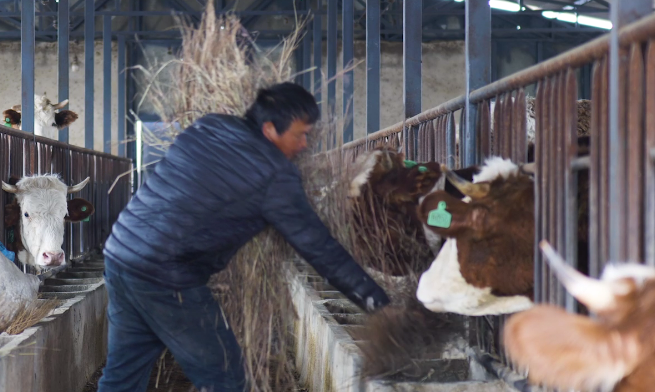 铸牢中华民族共同体意识看大理 | 弥渡县农商行：金融惠农助推产业发展