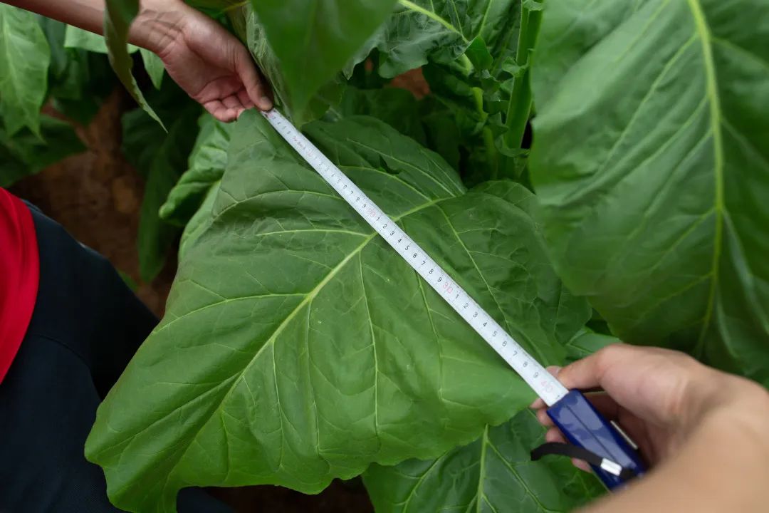 云南中烟红塔集团先进基层党组织专题报道