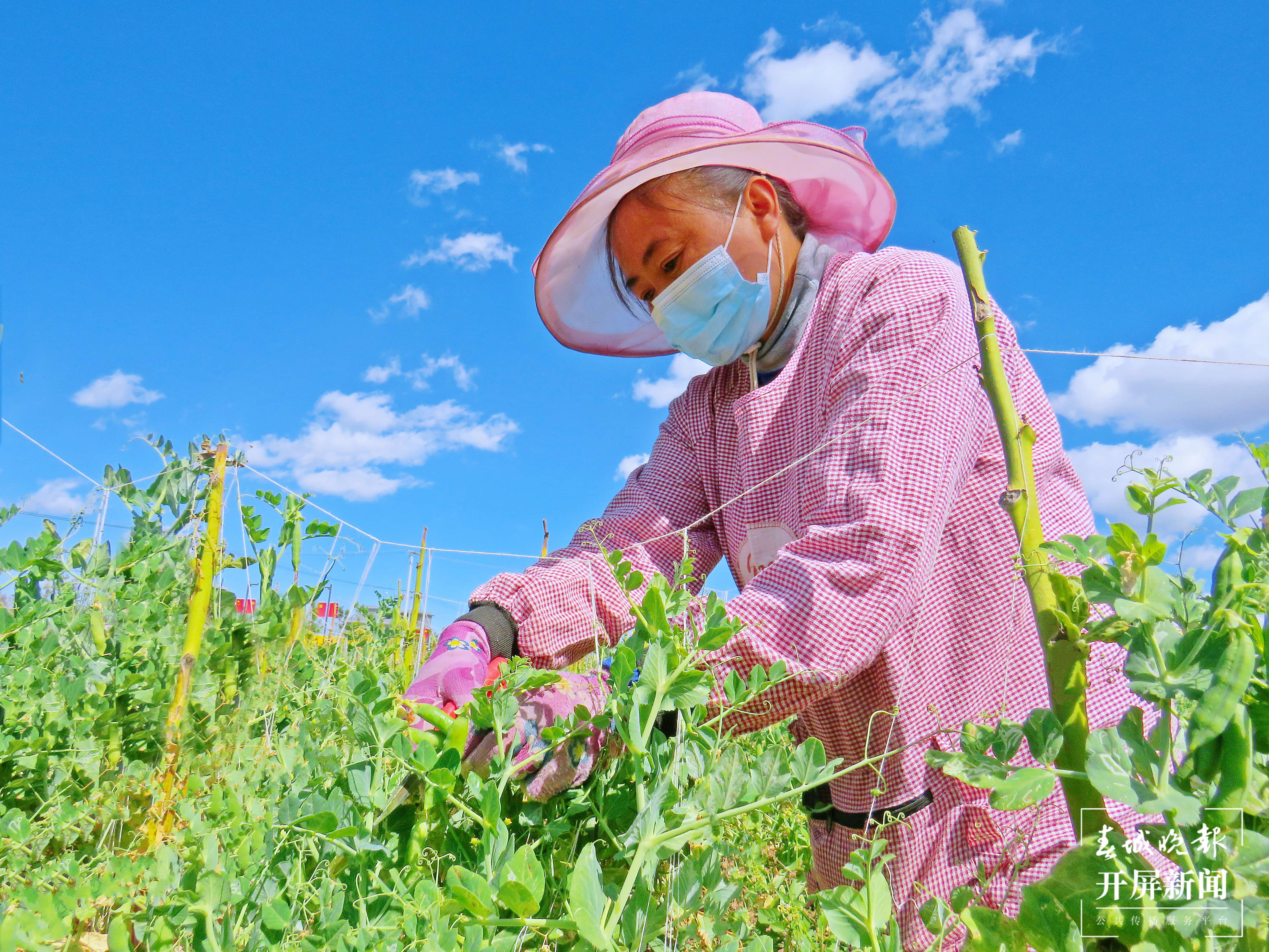 “4＋5＝46亿” 大理祥云刘厂镇算出民族团结进步账3.jpg