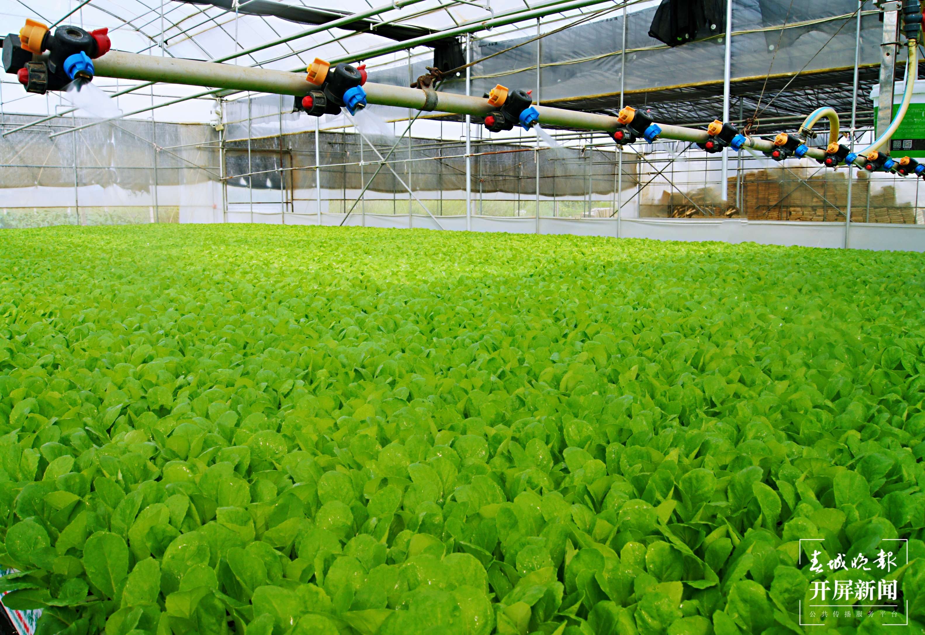 “4＋5＝46亿” 大理祥云刘厂镇算出民族团结进步账4.jpg