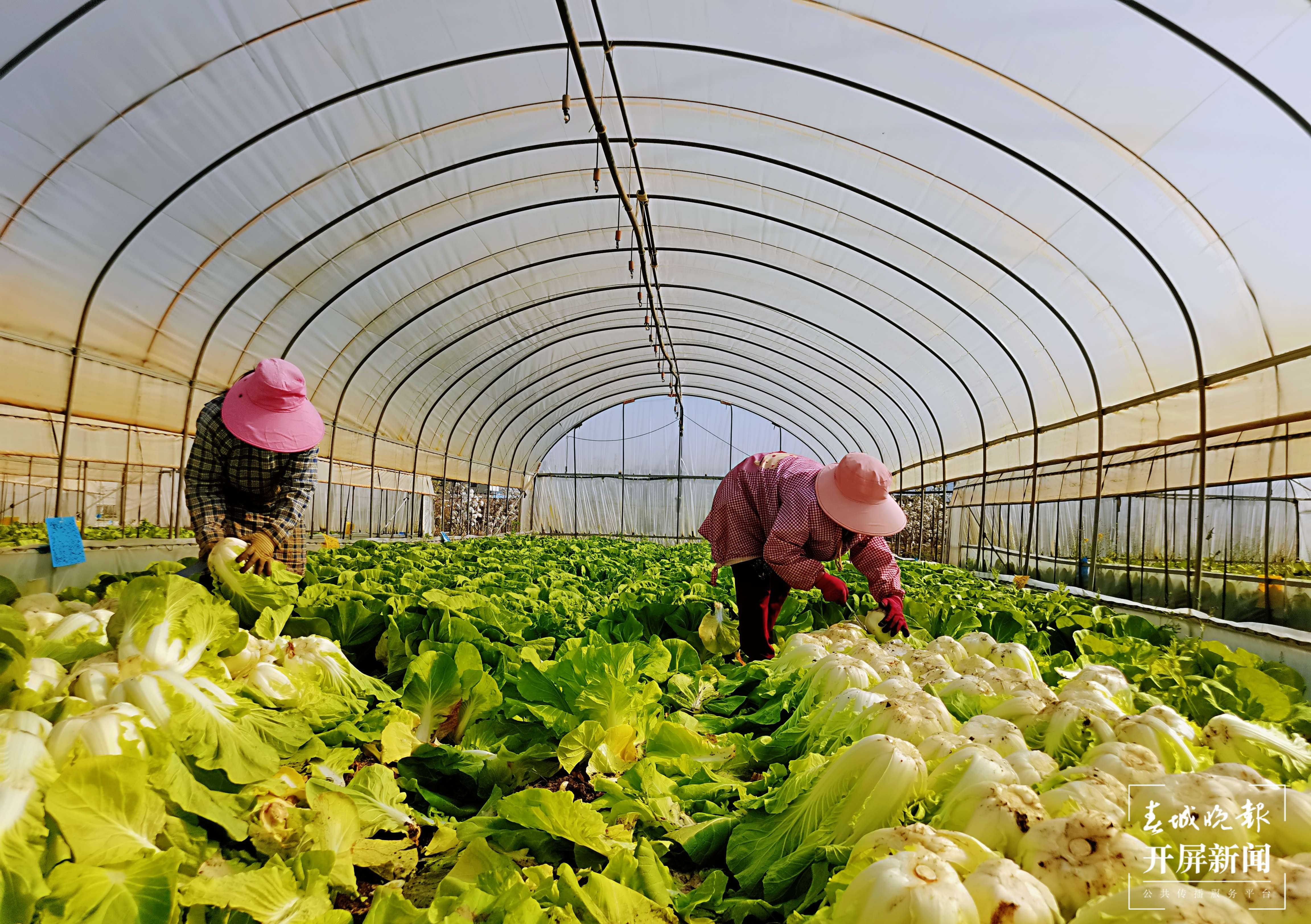 “4＋5＝46亿” 大理祥云刘厂镇算出民族团结进步账5.jpg