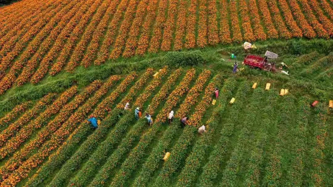 3弥渡县栗子园村：生态产业释放生态福利 云报全媒体记者：博达 吴沛钊 段苏航 通讯员：章可欣 林宏建.jpg