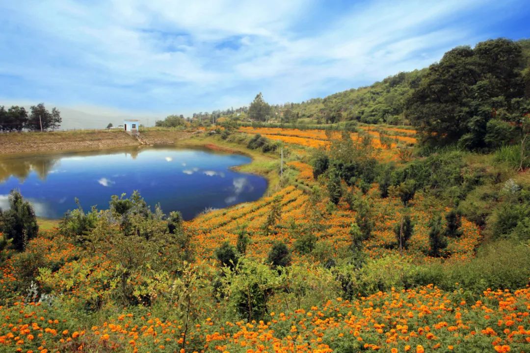 1弥渡县栗子园村：生态产业释放生态福利 云报全媒体记者：博达 吴沛钊 段苏航 通讯员：章可欣 林宏建.jpg