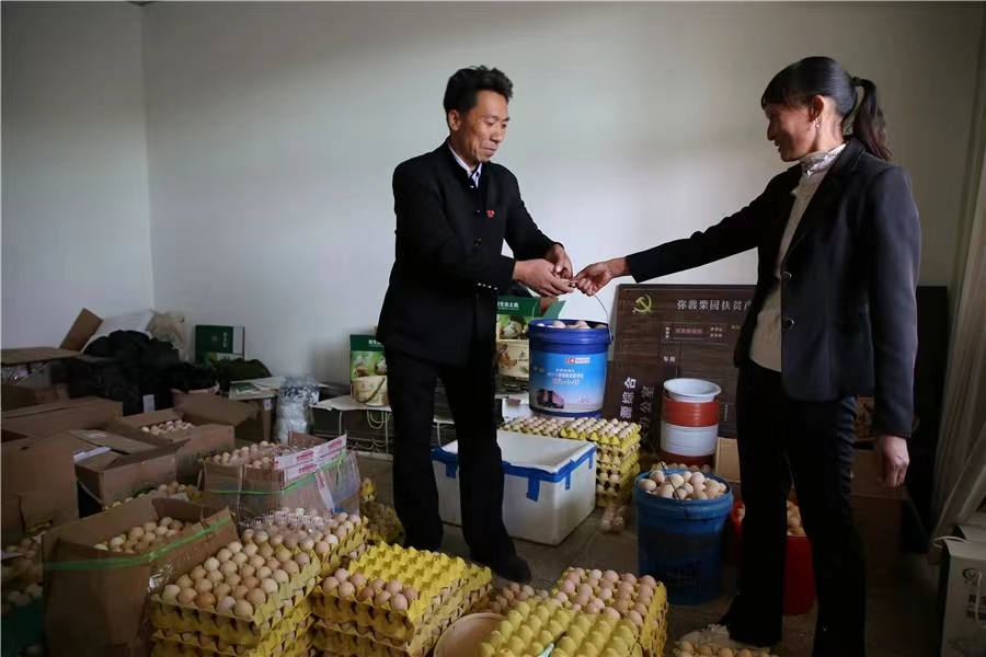 5弥渡县栗子园村：生态产业释放生态福利 云报全媒体记者：博达 吴沛钊 段苏航 通讯员：章可欣 林宏建.jpg