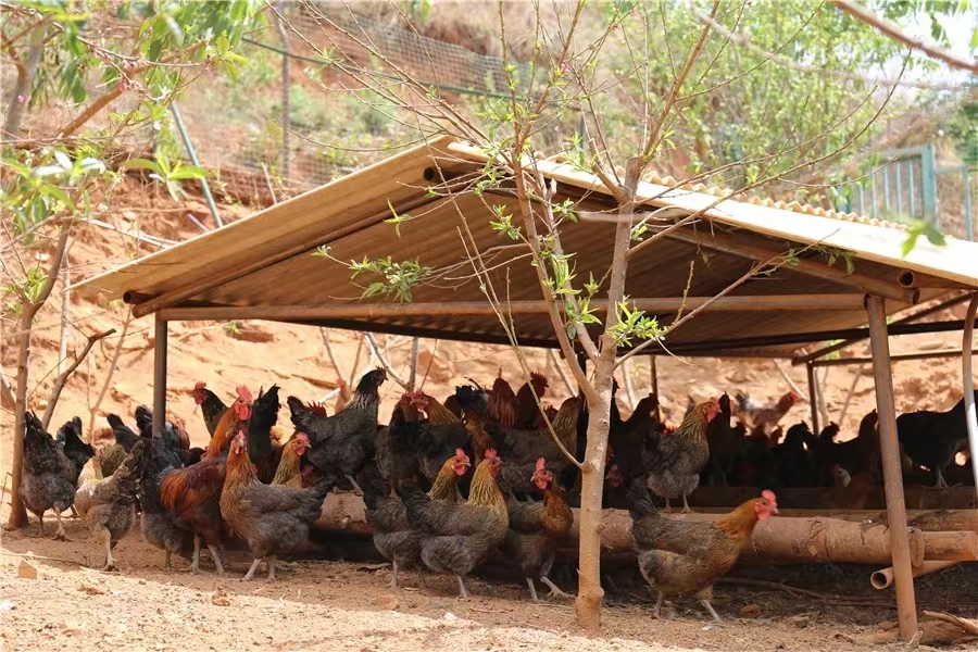 6弥渡县栗子园村：生态产业释放生态福利 云报全媒体记者：博达 吴沛钊 段苏航 通讯员：章可欣 林宏建.jpg