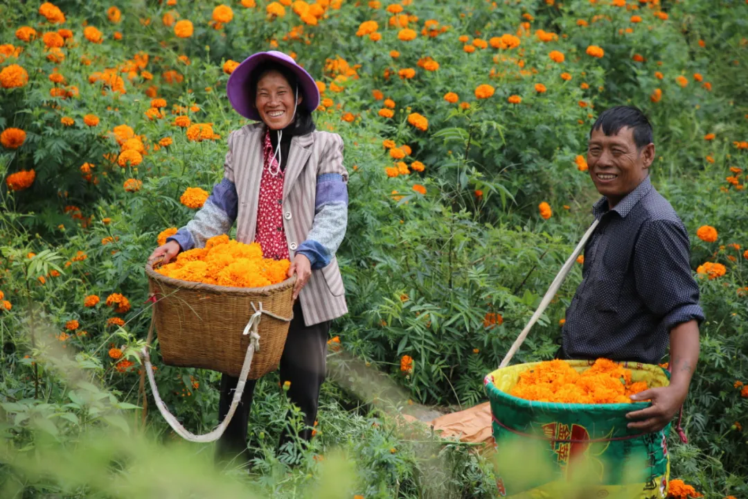 7弥渡县栗子园村：生态产业释放生态福利 云报全媒体记者：博达 吴沛钊 段苏航 通讯员：章可欣 林宏建.jpg