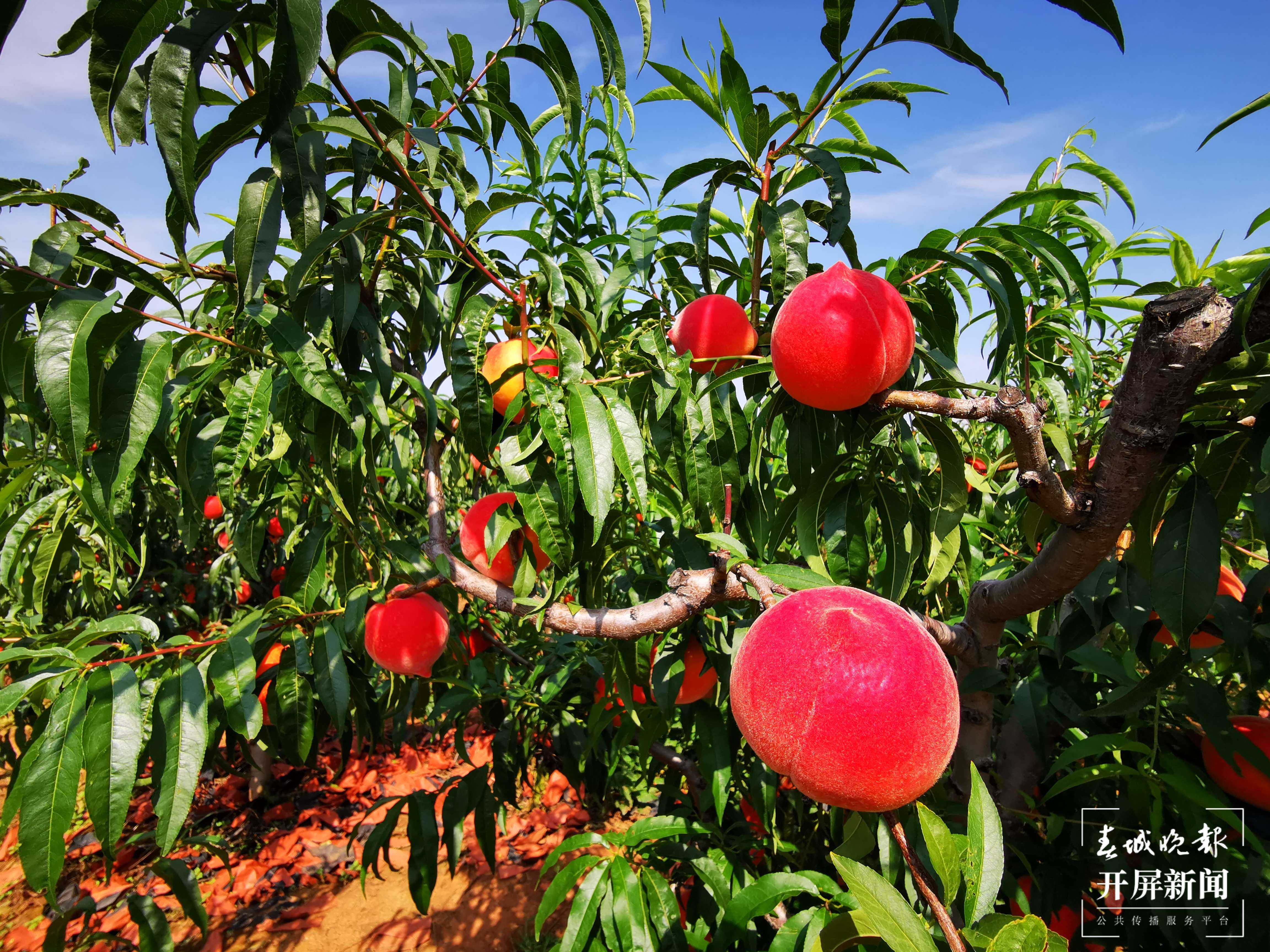 祥云县：特色果业富了老区、聚了民心1.jpg