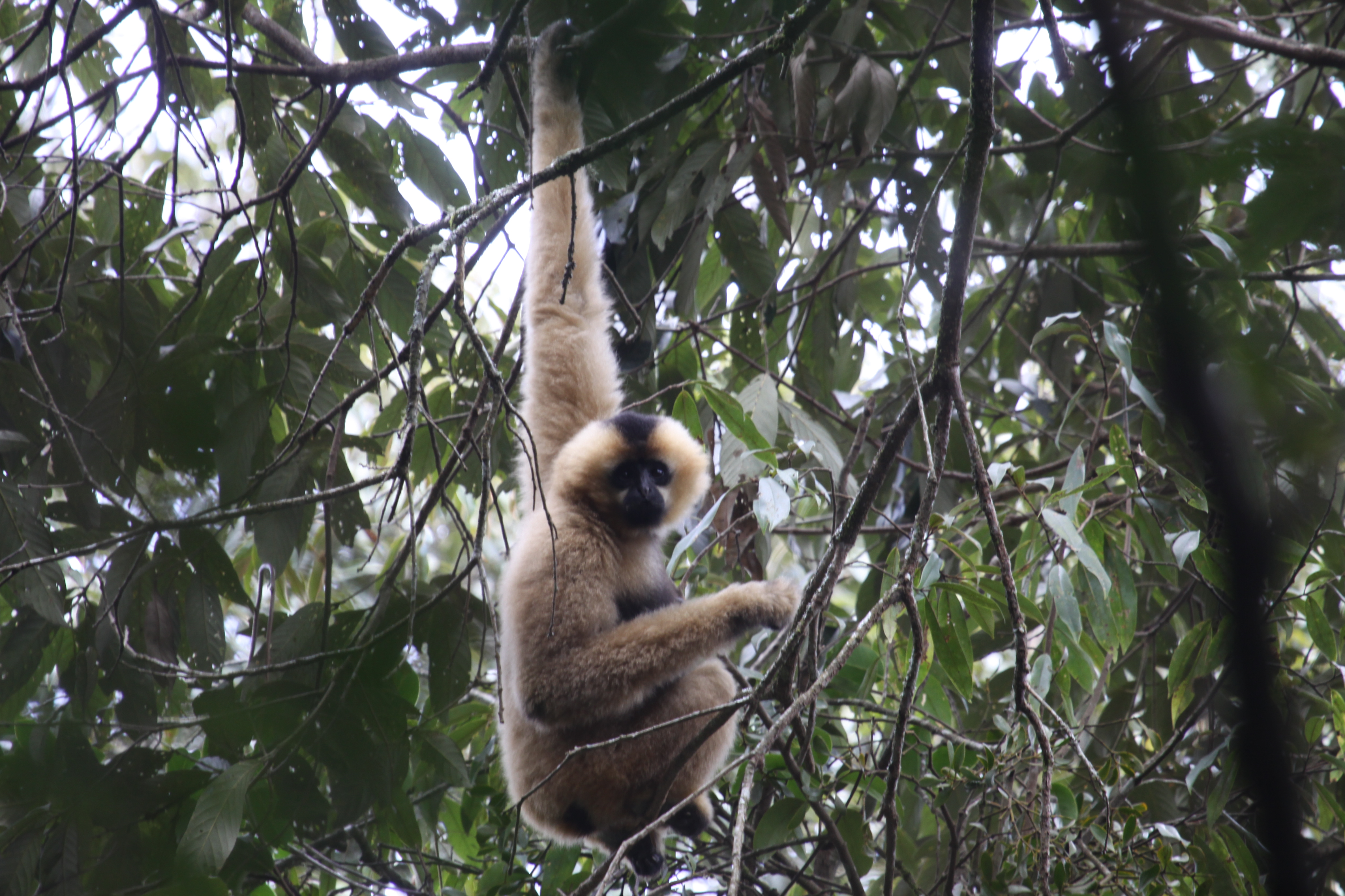 哀牢山的“追猿人”—李林国（哀牢山自然保护区供图）