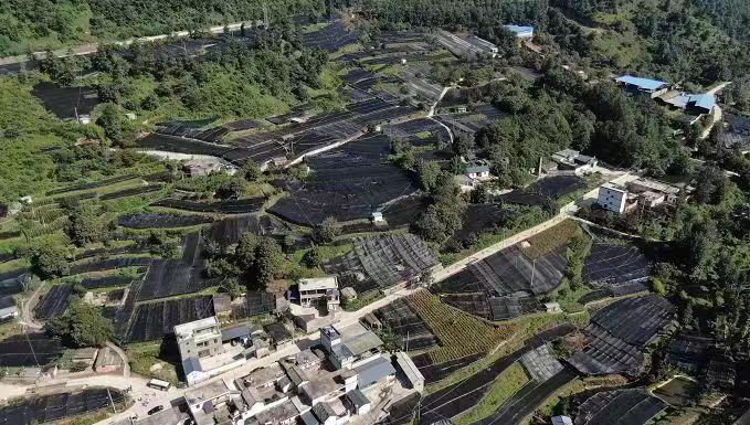 铸牢中华民族共同体意识看大理 | 红岩镇马厂箐村:重楼种植结出“幸福果”