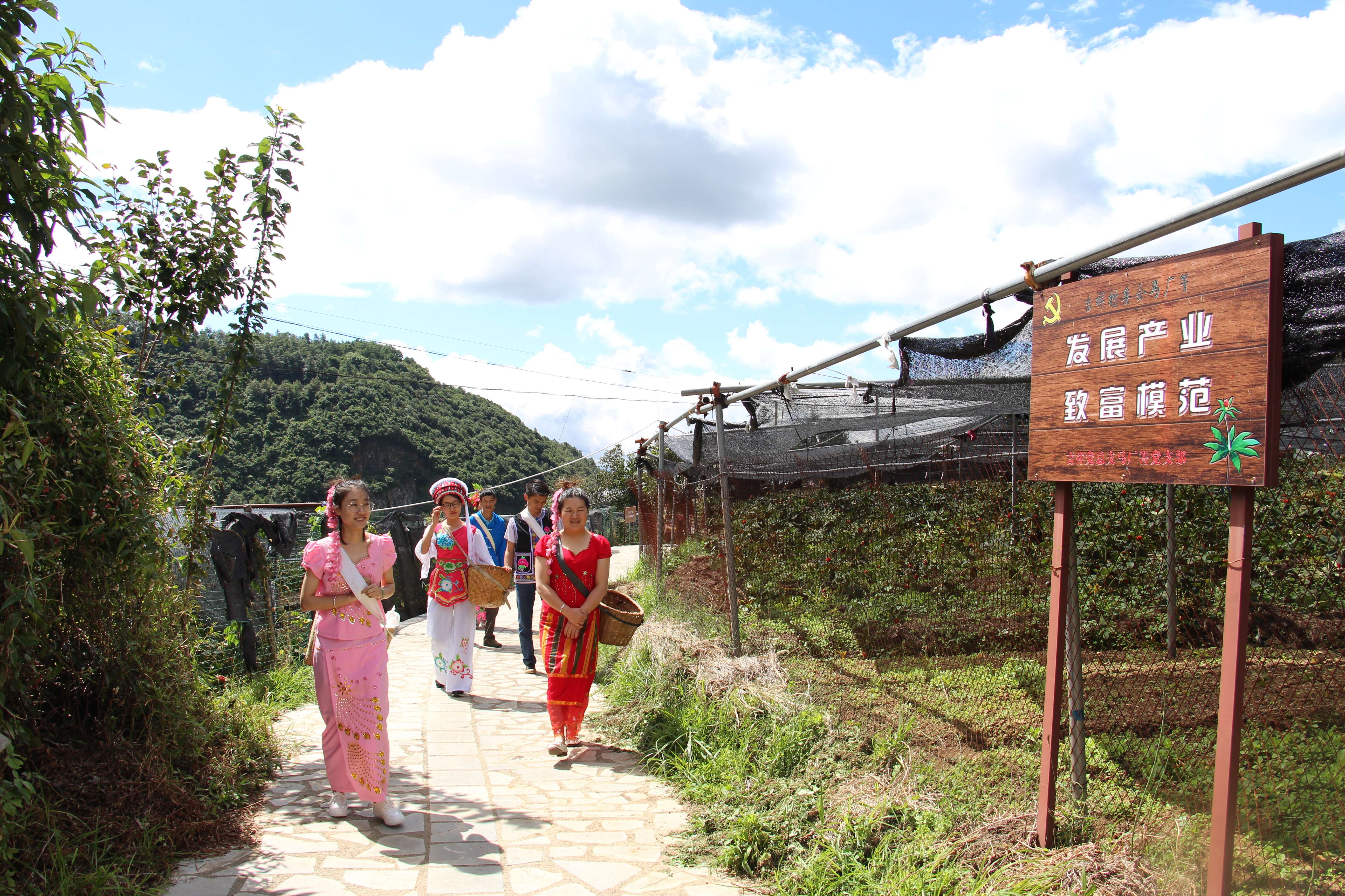 铸牢中华民族共同体意识看大理 | 红岩镇马厂箐村:重楼种植结出“幸福果”