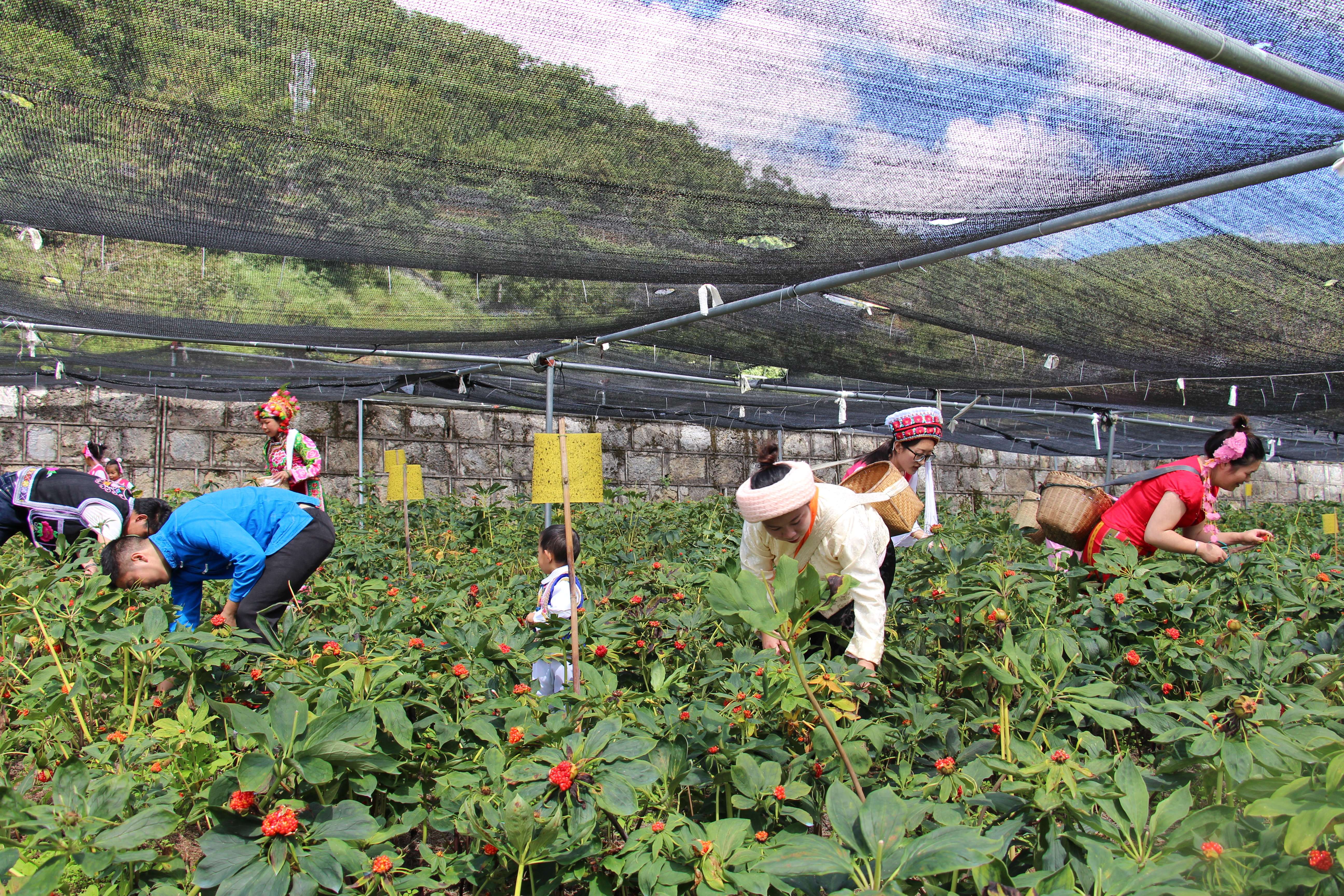 铸牢中华民族共同体意识看大理 | 红岩镇马厂箐村:重楼种植结出“幸福果”