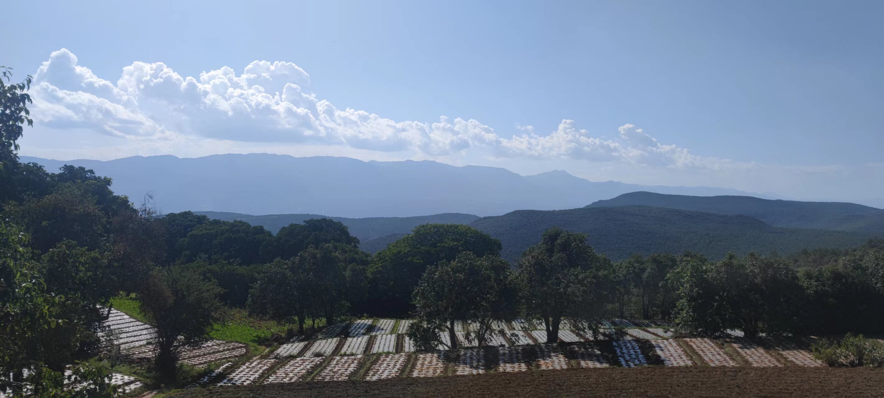 铸牢中华民族共同体意识看大理 | 峰头梨花自宜人