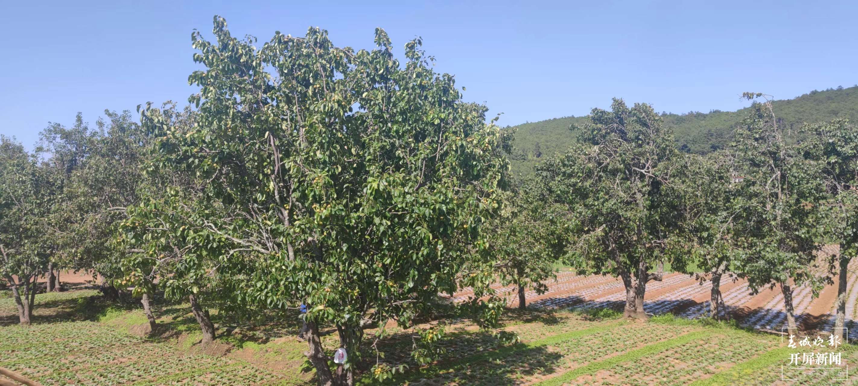 铸牢中华民族共同体意识看大理 | 峰头梨花自宜人