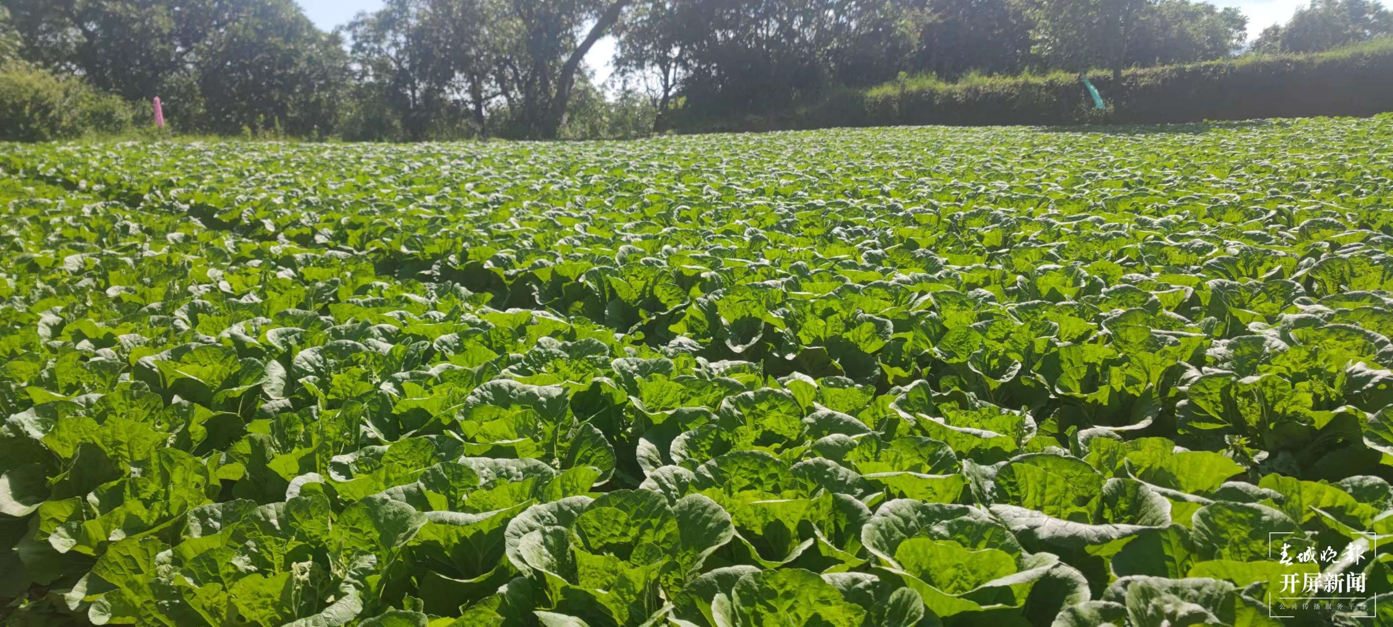 铸牢中华民族共同体意识看大理 | 峰头梨花自宜人
