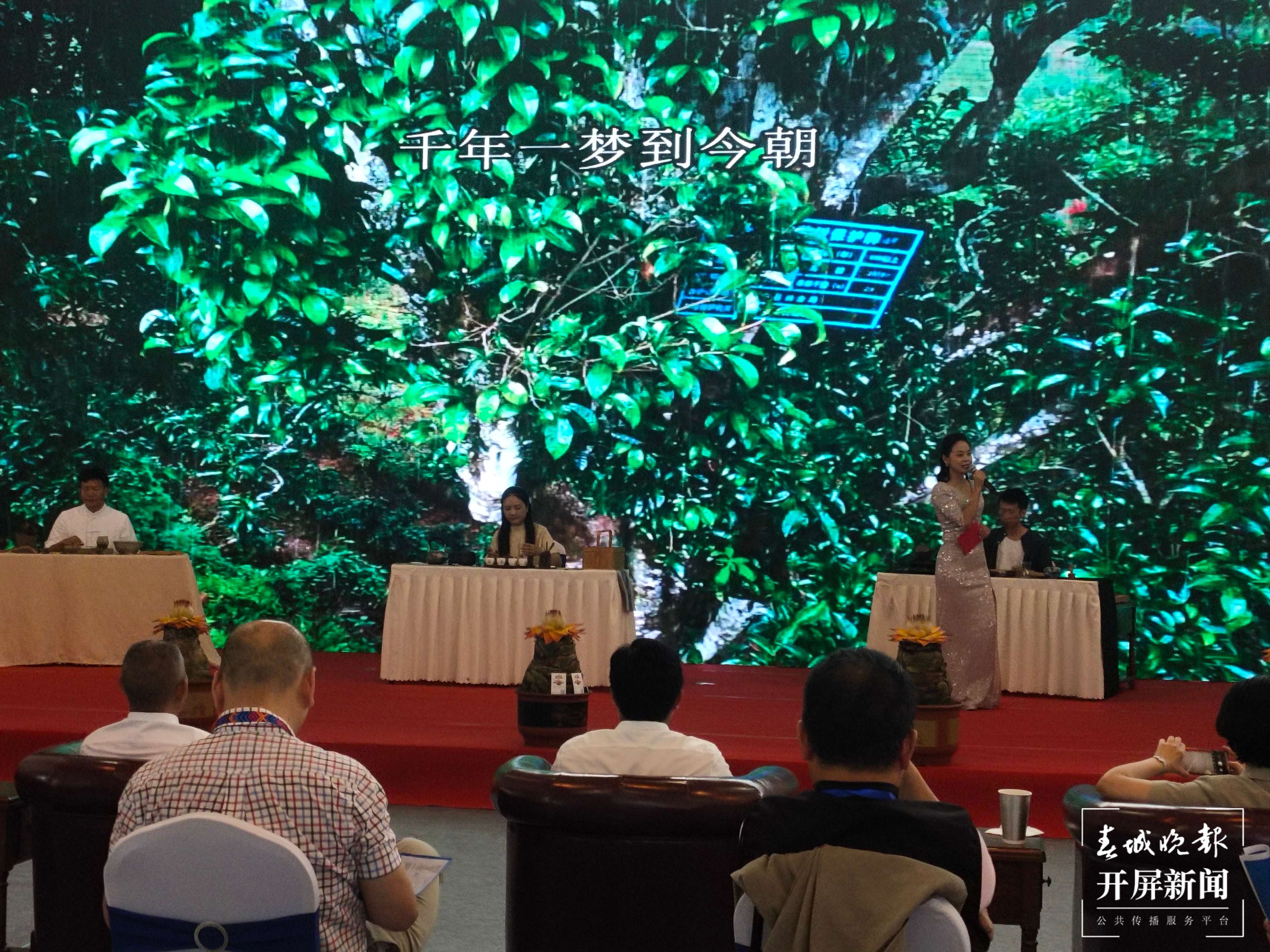 【大象推荐官游中国】“千年茶乡”昌宁邀请你开启一段采茶、制茶、品茶之旅