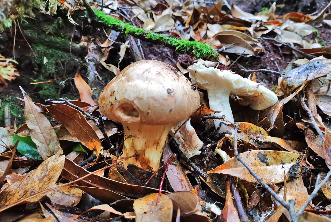 保山昌宁：来天堂山密林中采撷松茸 (4).jpg