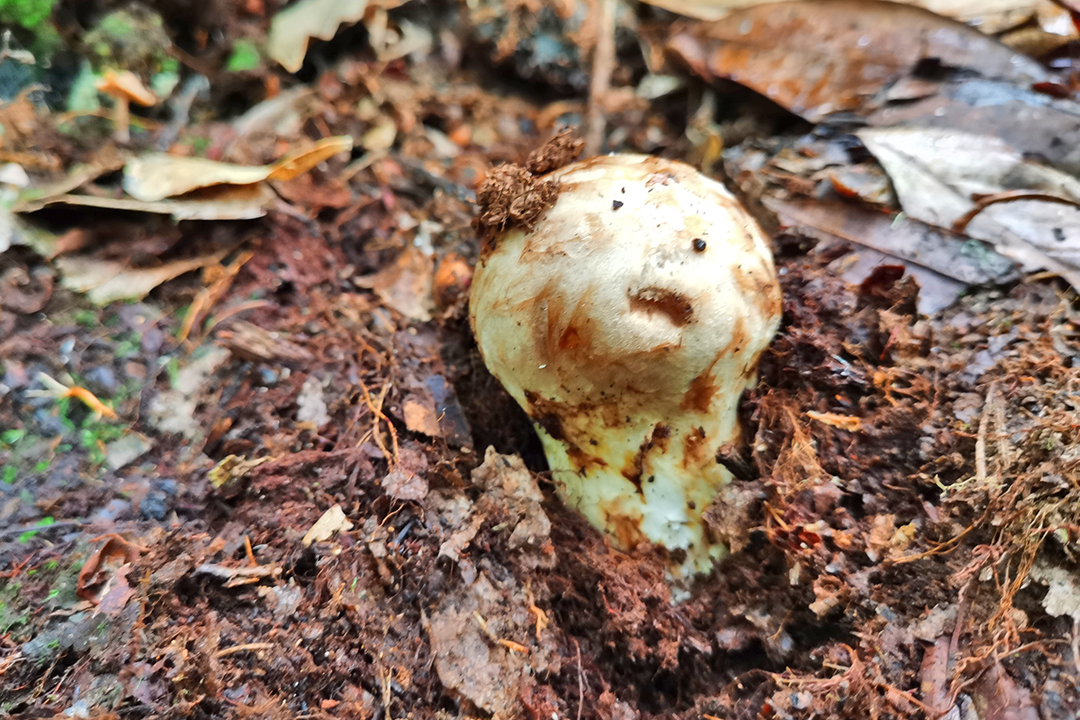 保山昌宁：来天堂山密林中采撷松茸 (5).jpg