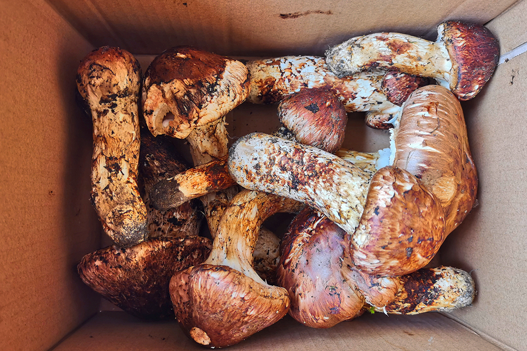 保山昌宁：来天堂山密林中采撷松茸 (6).jpg