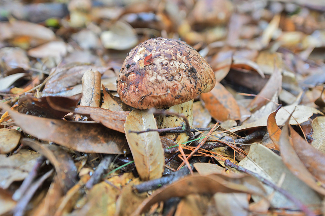 保山昌宁：来天堂山密林中采撷松茸 (3).JPG
