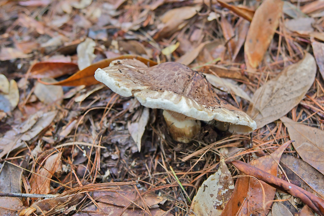 保山昌宁：来天堂山密林中采撷松茸 (2).JPG
