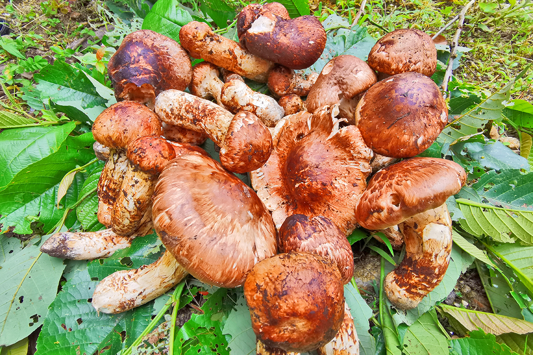 保山昌宁：来天堂山密林中采撷松茸 (7).jpg