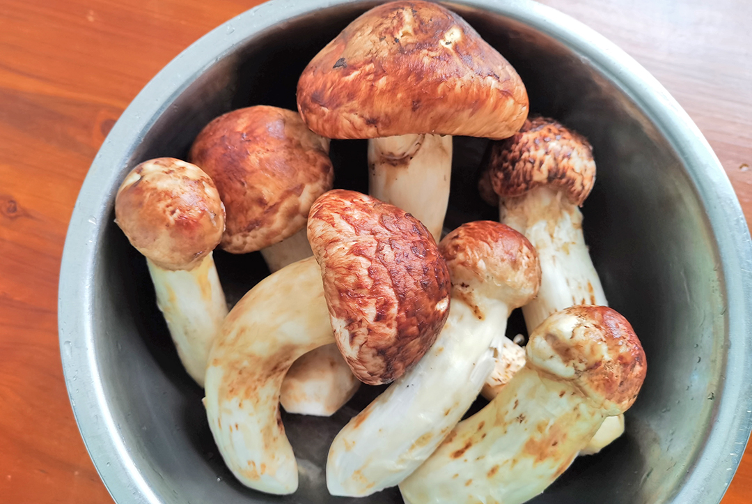 保山昌宁：来天堂山密林中采撷松茸 (1).jpg