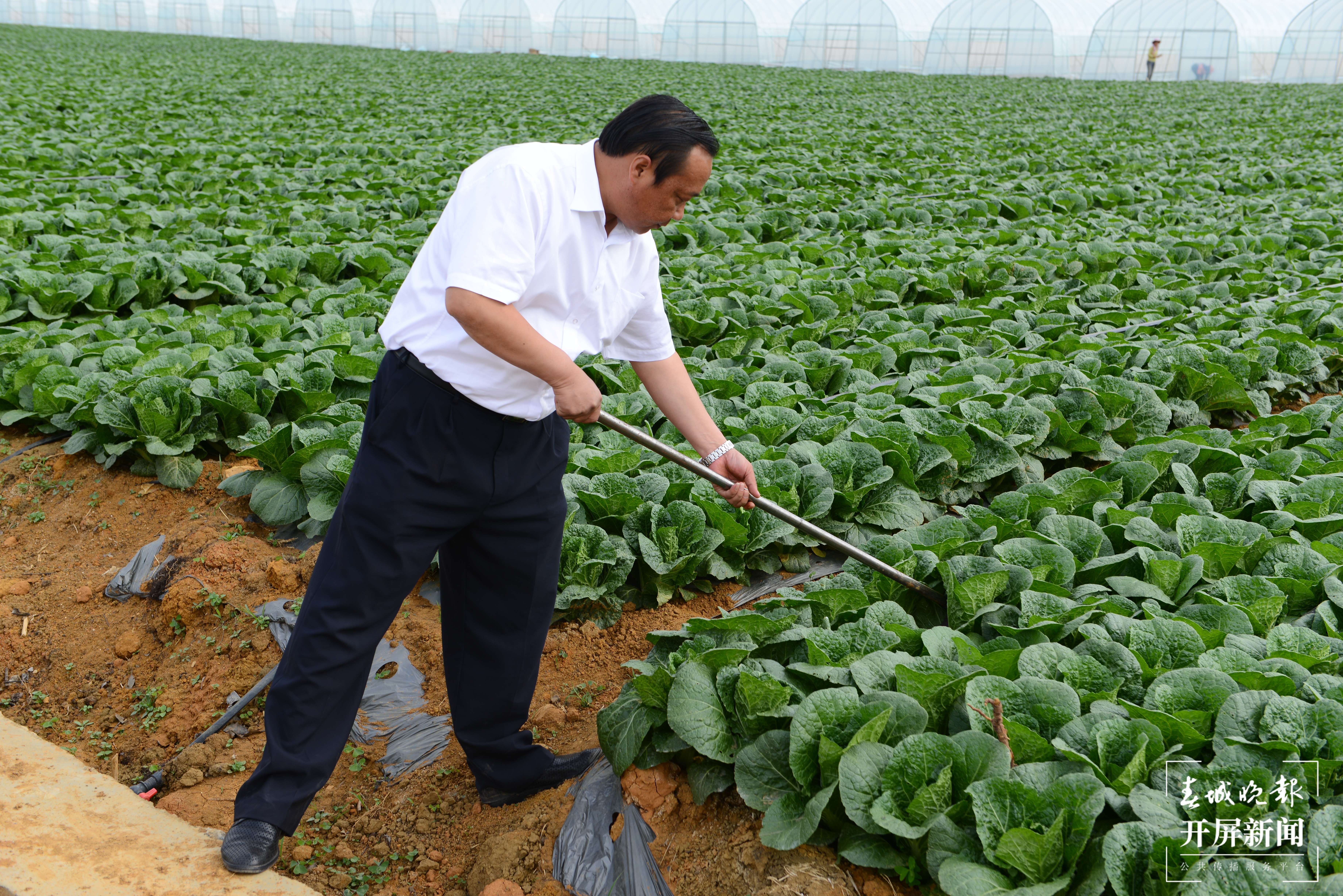 铸牢中华民族共同体意识看大理 | 刘厂村致富带头人刘绍龙：让土地生金 ，让乡亲过上好日子