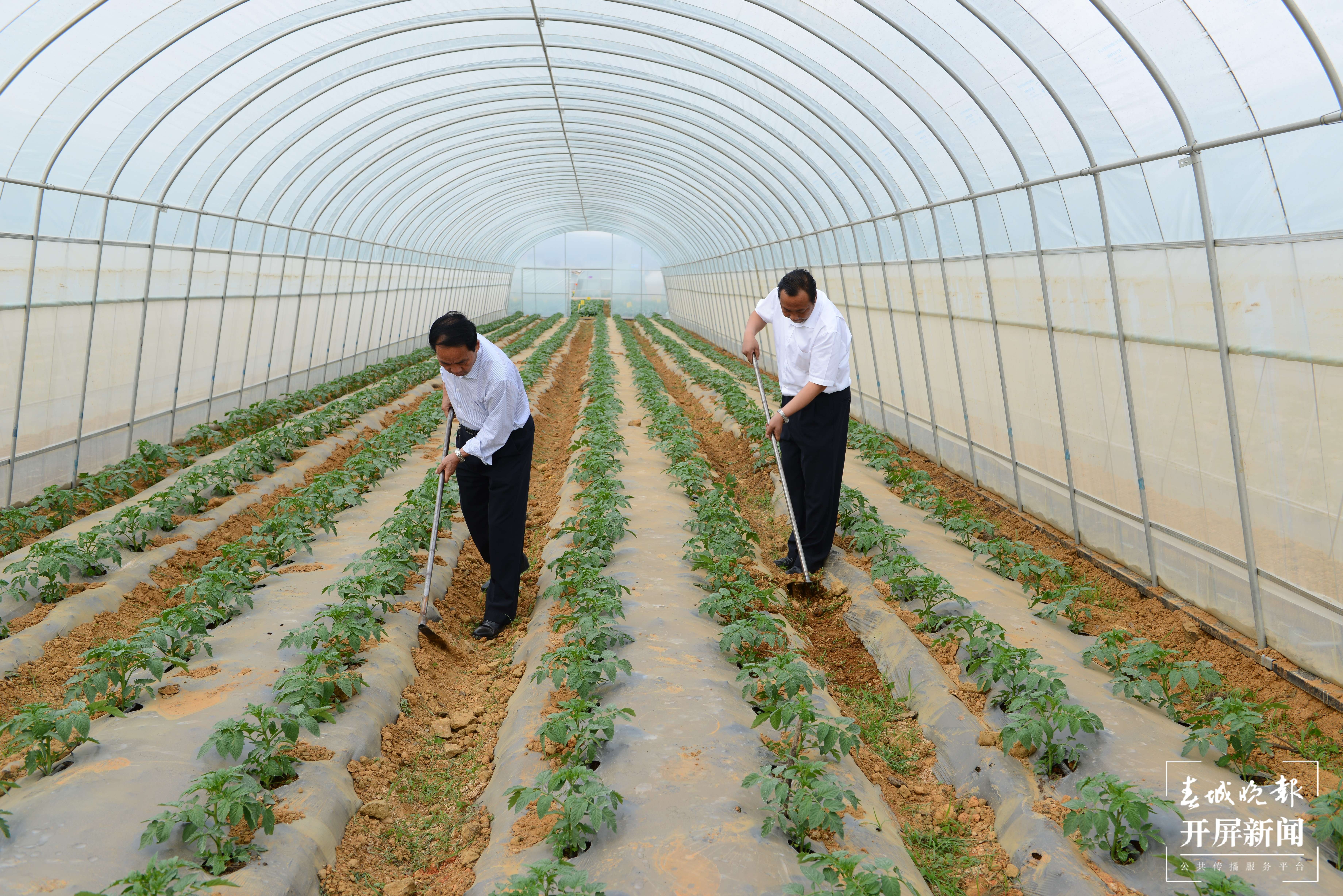 铸牢中华民族共同体意识看大理 | 刘厂村致富带头人刘绍龙：让土地生金 ，让乡亲过上好日子