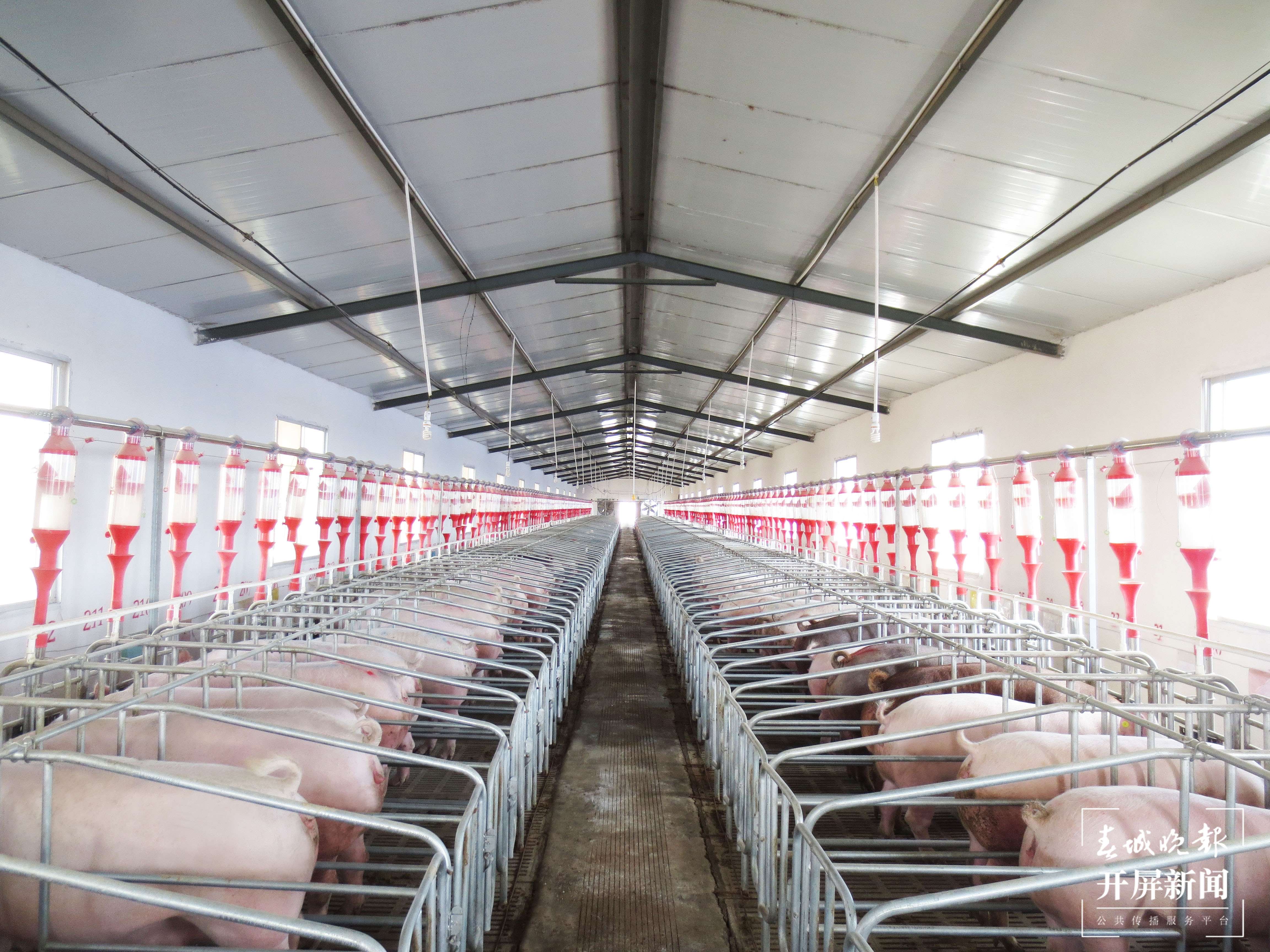 铸牢中华民族共同体意识看大理 | 祥云县：一个企业带动一方发展