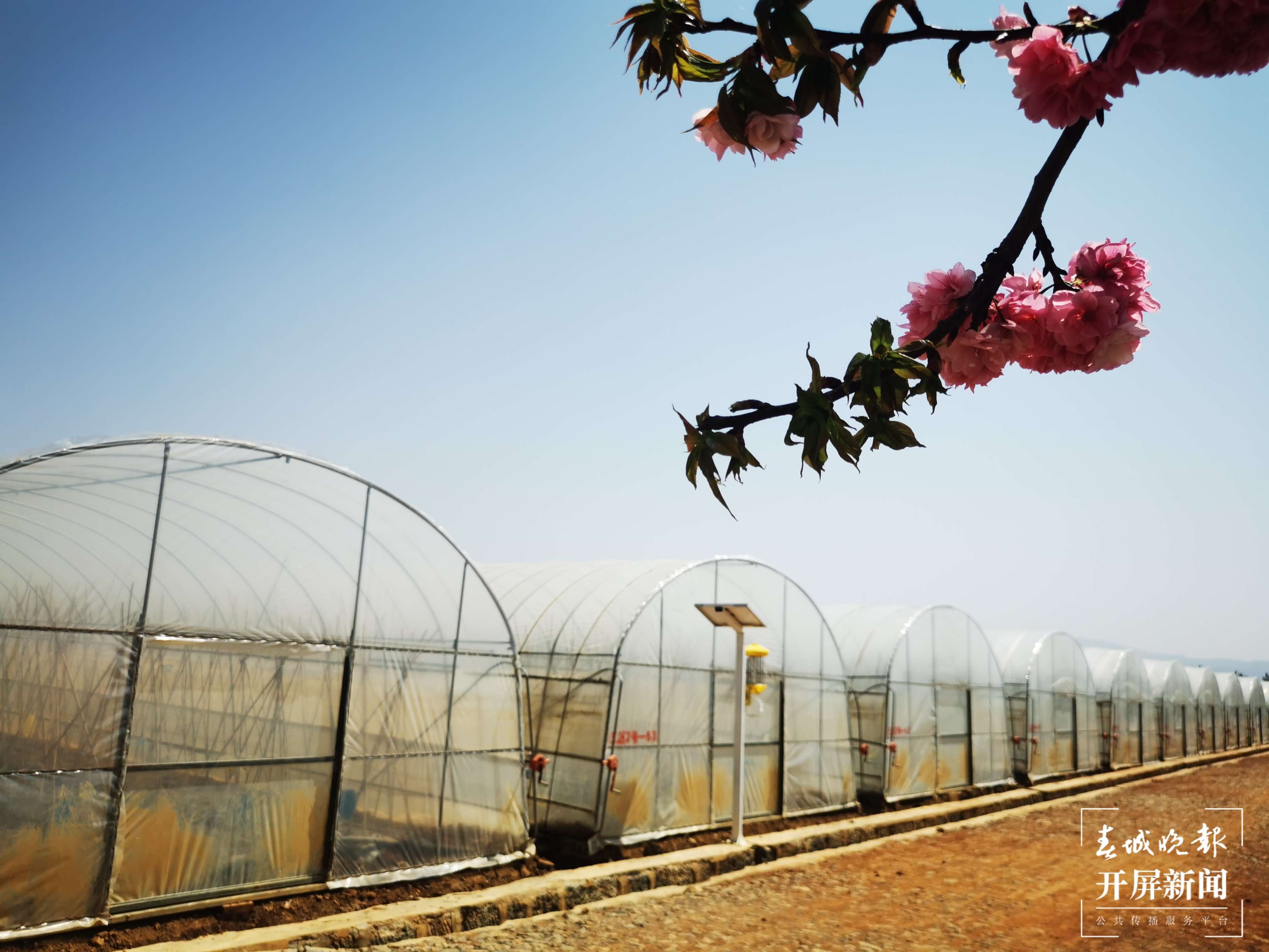 铸牢中华民族共同体意识看大理 | 祥云县：一个企业带动一方发展