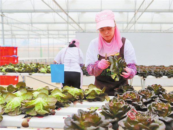 开出幸福花 结出希望果——云南中烟帮扶宣威市、会泽县记事