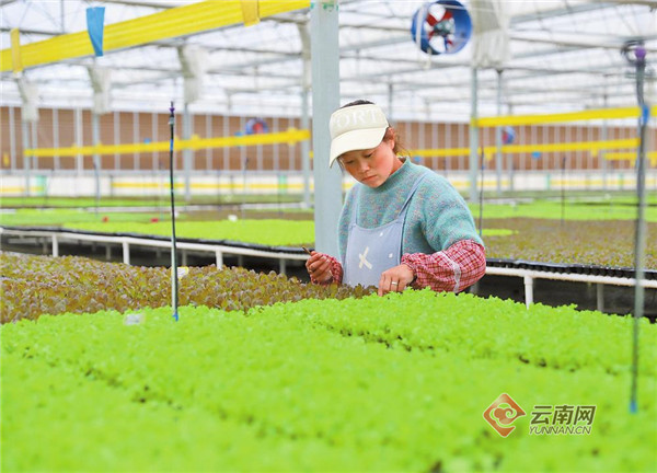 开出幸福花 结出希望果——云南中烟帮扶宣威市、会泽县记事