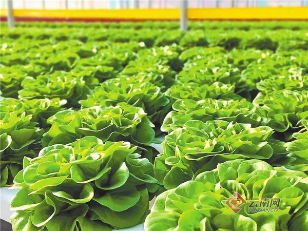 开出幸福花 结出希望果——云南中烟帮扶宣威市、会泽县记事