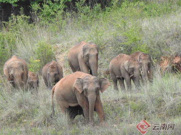 2021年保明伟所摄“短鼻家族” 供图.jpeg