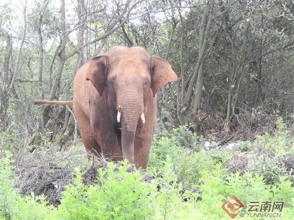 2021年保明伟所摄“短鼻家族” 供图1.jpeg