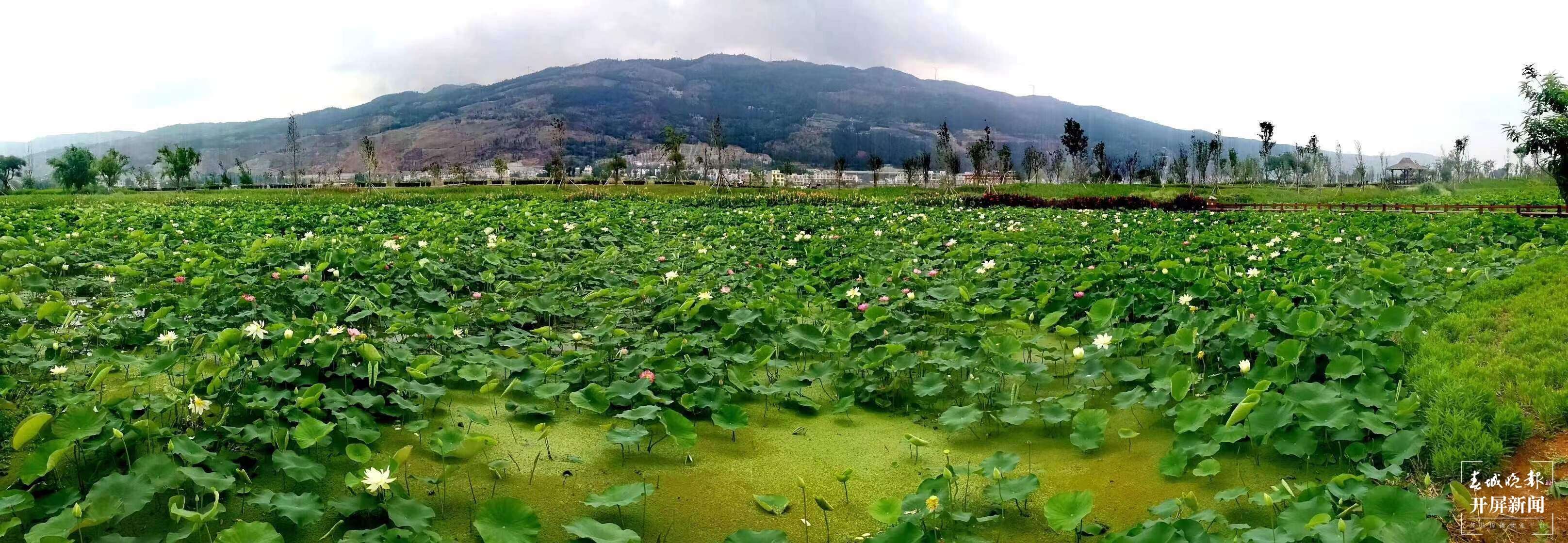 曲靖麒麟沿江街道：支部引领聚合力 高原水乡铺出幸福路 (4).jpg