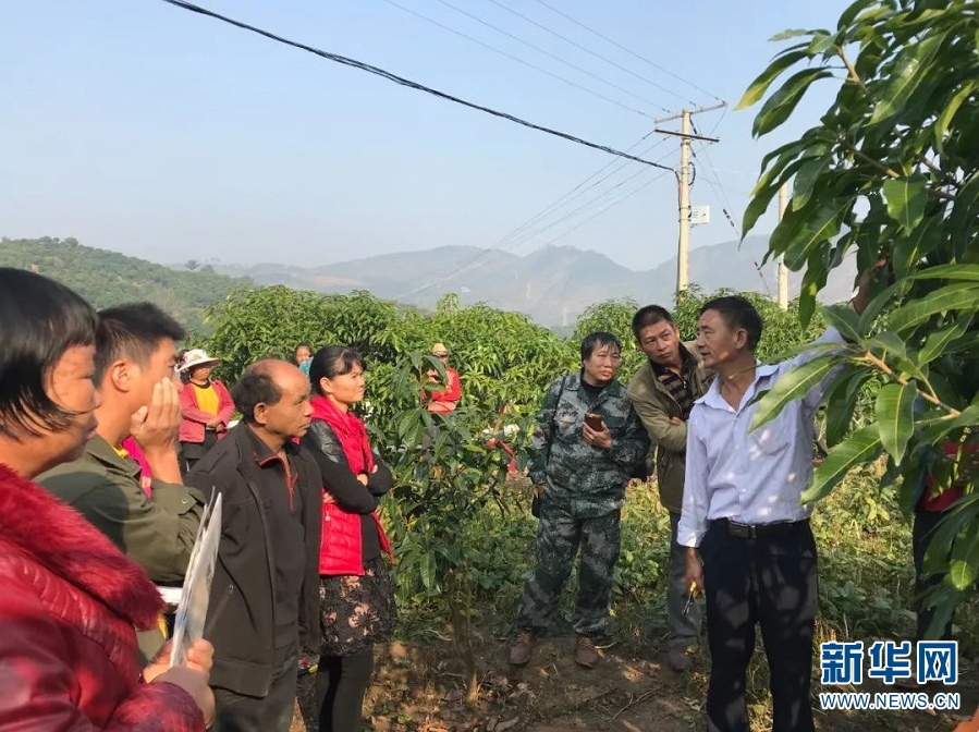 郭学红现场讲解芒果种植技术（资料图）。新华网发（丽江市委统战部 供图）2.png