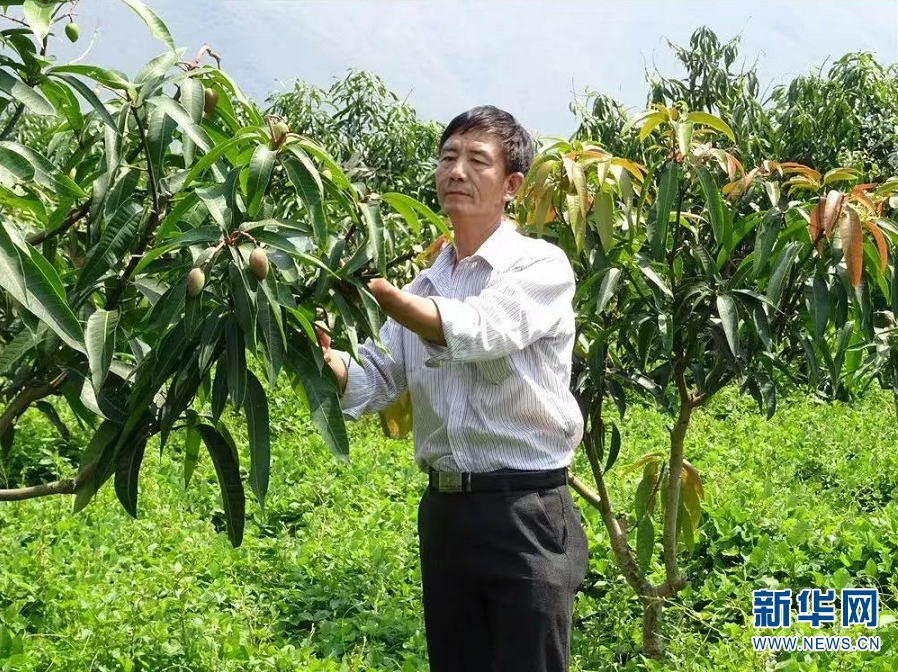 郭学红细心为芒果树疏果（资料图）。新华网发（丽江市委统战部 供图）.png