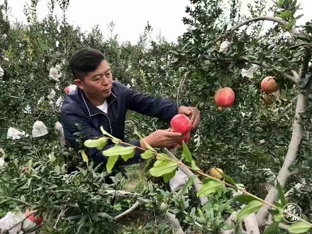 云南统战这十年   杨勇：返乡创业带火“石榴村”2.jpg