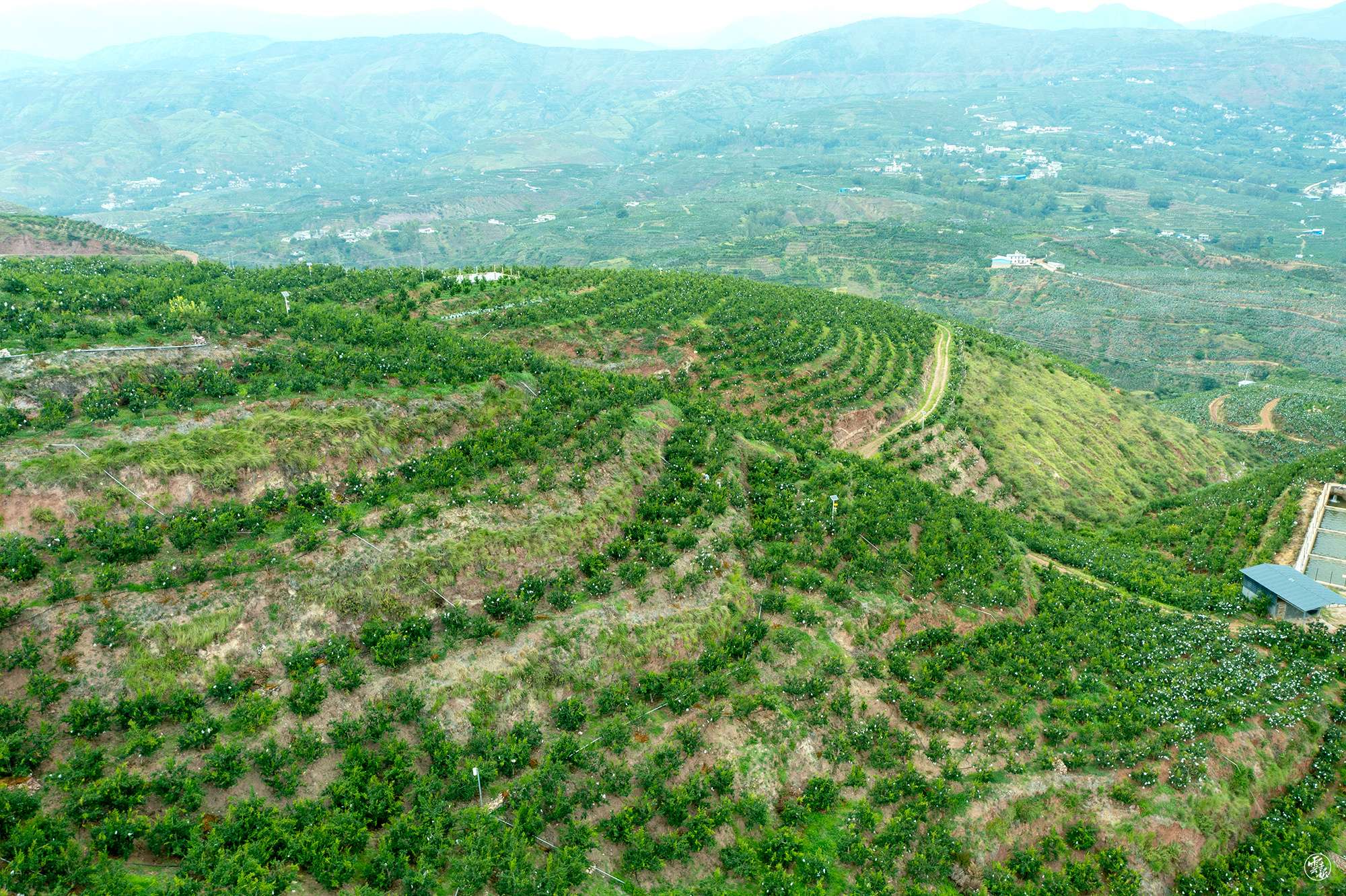 云南统战这十年   杨勇：返乡创业带火“石榴村”1.jpg