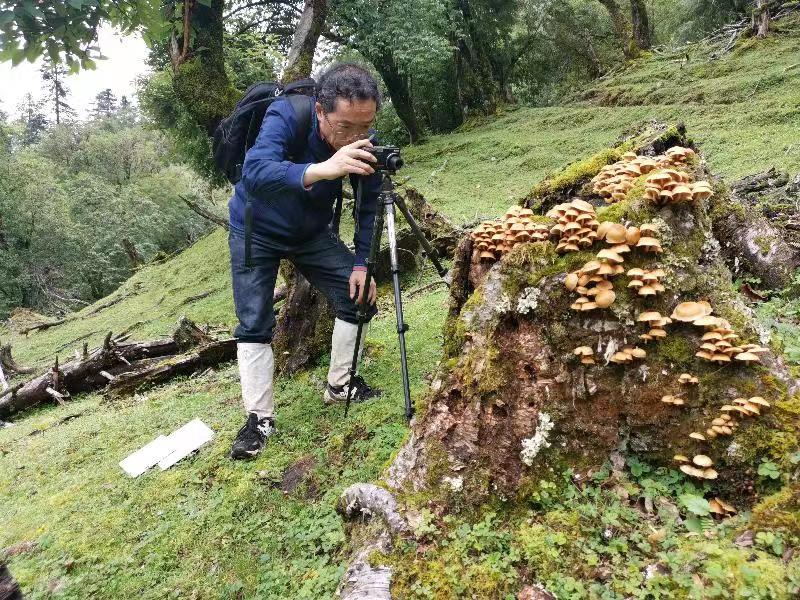杨祝良：行走在高山峡谷的“蘑菇先生”3.jpg