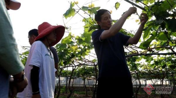 致公党党员孙永斌：将小葡萄种出致富大梦想4.jpg