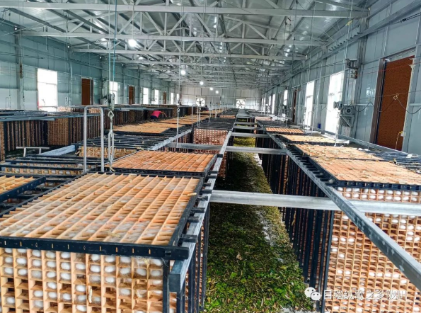 典型引路系列报道⑤ 丨一业一策 破茧成蝶！