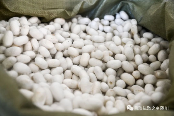 典型引路系列报道⑤ 丨一业一策 破茧成蝶！